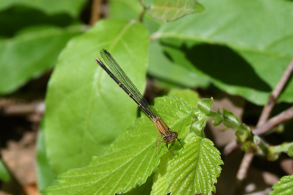 021 2017-07011176 Westborough WMA, MA.JPG - Blue-fronted Dancer Damselfly (Argia apicalis) (f). Westborough Wildlife Management Area, MA, 7-1-2017